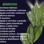 Folha de Louro: Mais do que um Tempero, um Aliado para a Saúde e o Paladar d55c3429-47f1-4892-9403-e37e9d1b150f