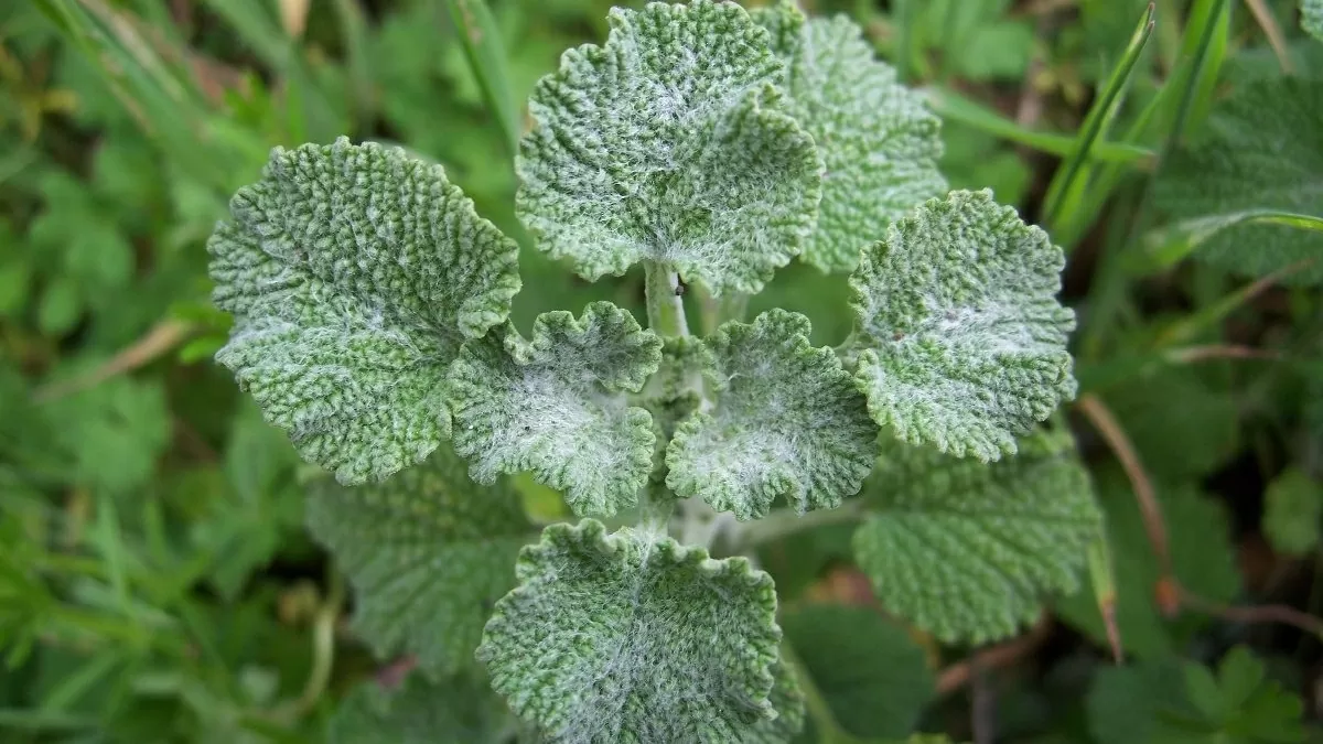 Marrúbio: O Aliado Natural para Fígado, Vesícula e Intestinos