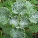 Marrúbio: O Aliado Natural para Fígado, Vesícula e Intestinos e55fca83-9faa-4152-a78b-fe9a04257d57-2