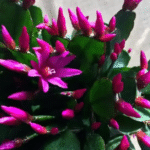 O Segredo para Florescer o Cacto de Natal o Ano Todo: Um Guia Completo ebe39394-e1e8-4a61-9286-749eefc5a4f4