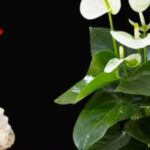 052c2328-02e3-4f82-8db4-694722467a55