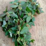 Hortelã: Benefícios para a Saúde e Receitas Práticas 1768078973535-526832592_122165153750579593_399965893773665210_n