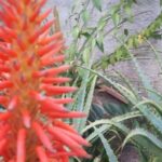 Florescimento da Babosa: Significado Espiritual, Raro e Propriedades Curativas 1de8a955-435b-4a8f-ae77-c48a4ed7eeca