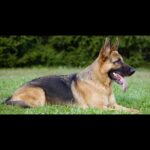 O Faro Que Salva Vidas: Como um Cachorro Detectou um Vazamento de Gás e Salvou uma Grávida ada27d48-6670-4046-9d48-6f8c4418d935