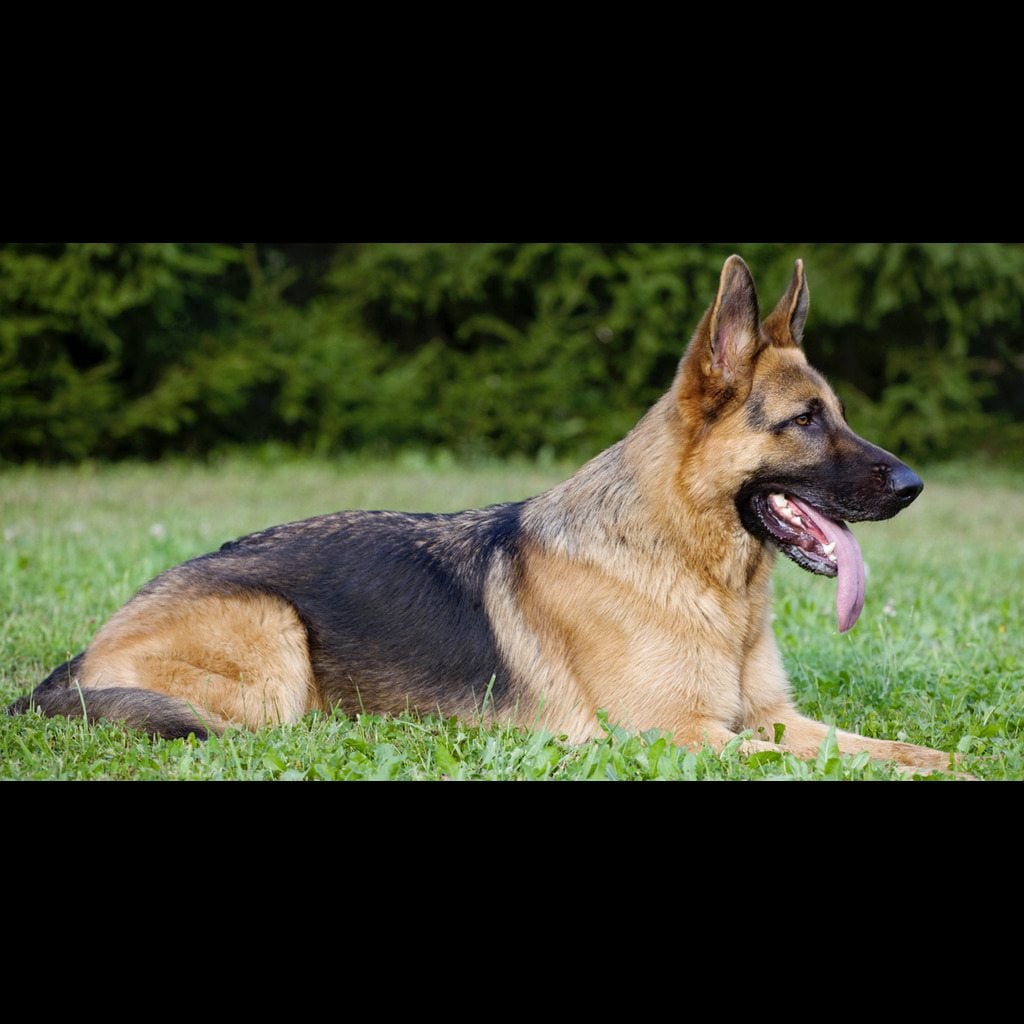 O Faro Que Salva Vidas: Cão Herói e Vazamento de Gás