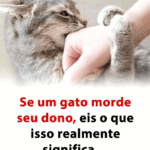 e6367194-e36d-4090-8bbf-771c49b88d0d