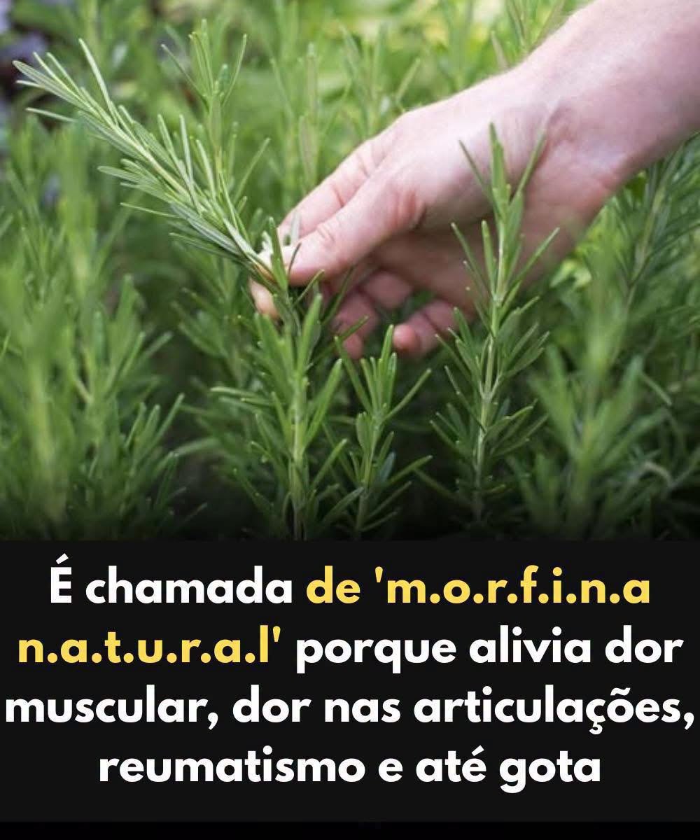 Desvende a Planta Medicinal Mais Poderosa para Sua Saúde!