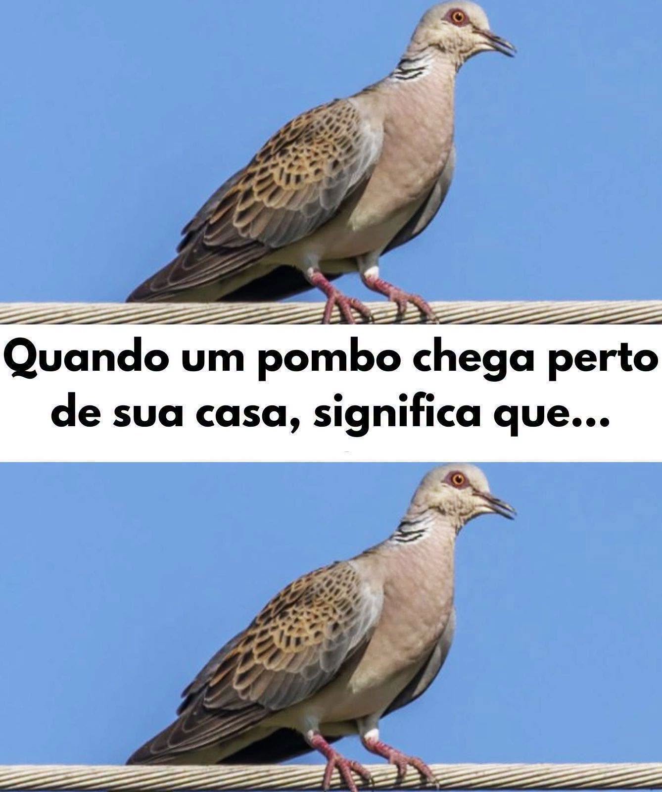 Quando um pombo perto de casa, o que isso significa?