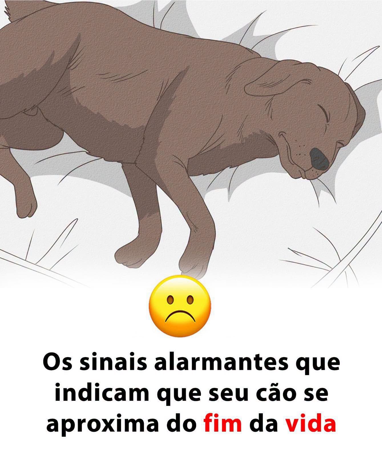 Sinais Cruciais: Seu Cão Chegando ao Fim da Vida?