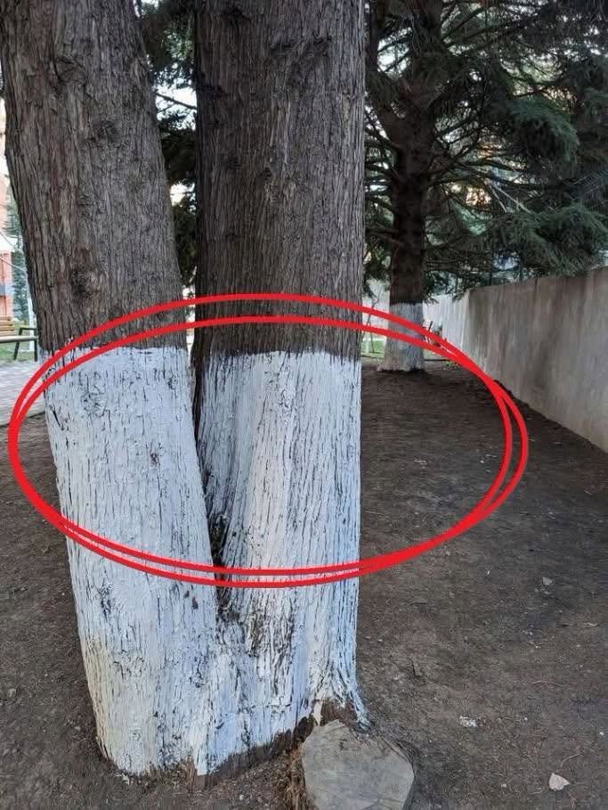 O Mistério Revelado: Por que os Troncos das Árvores são Pintados de Branco?