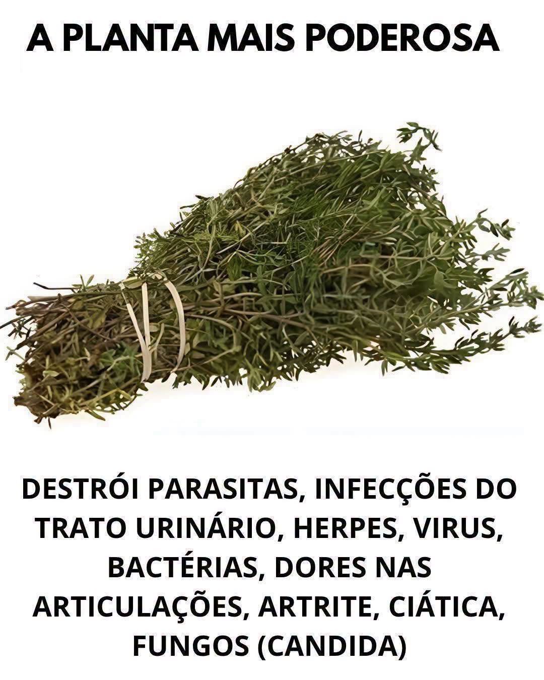 Folha de Louro: O Segredo Natural Contra Infecções!