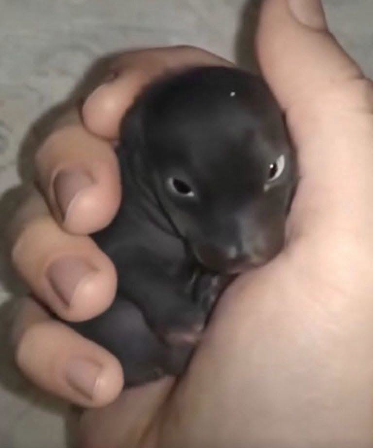 Encontrei um 'filhote de cachorro abandonado'... Era um mistério!