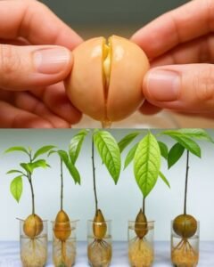 Como cultivar abacateiros em casa de forma simples