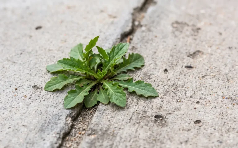 Plantinha que nasce em rachadura de calçada: ela vale ouro? Entenda