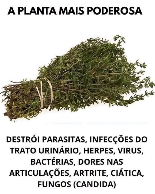 Esta Planta Vai Além da Cozinha e É das Mais Poderosas