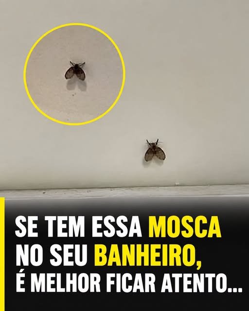 Pequena Mosca no Banheiro: Problema Escondido?